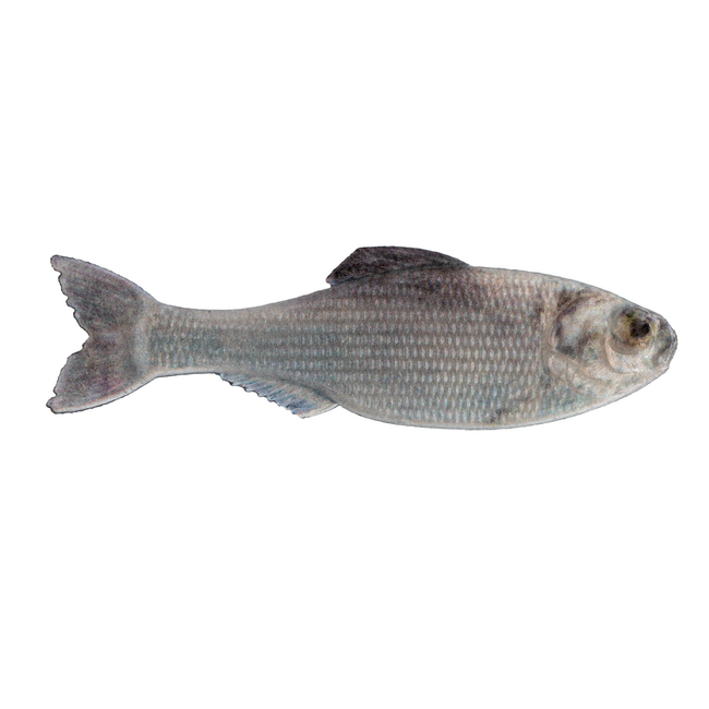 6th Sense Fishing Panorama Swimbait Rigged