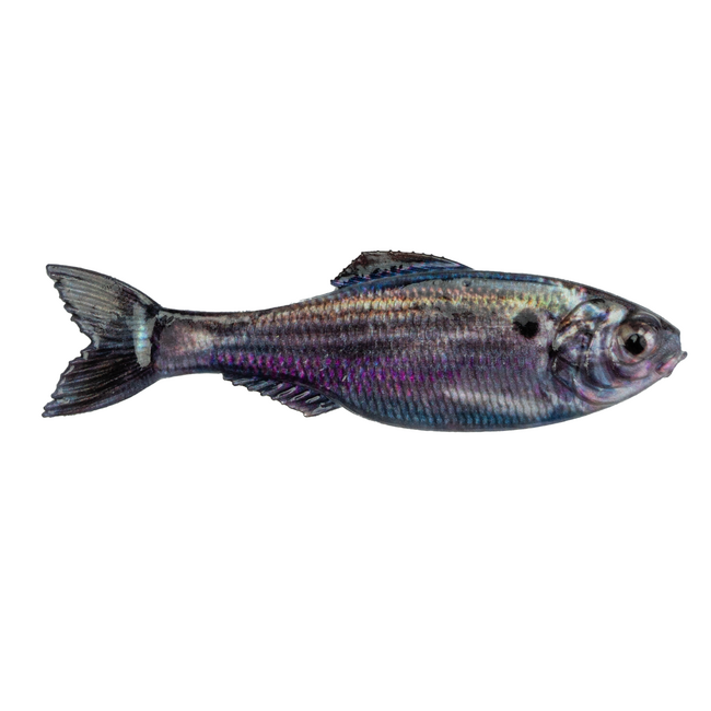 6th Sense Fishing Panorama Swimbait Rigged