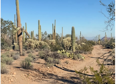 Ironwood Forest & Avra Valley Gravel Routes