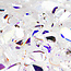The Studio - Art Pack #090 - Assorted Silver and Iridescent Confetti - 023 -  12 pcs