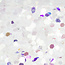 The Studio The Studio - Art Pack #121 - Assorted Nail Art - 12 pcs - 008