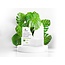 Clean Scents Clean Scents - Laundry Detergent Sheets - 60 Sheets