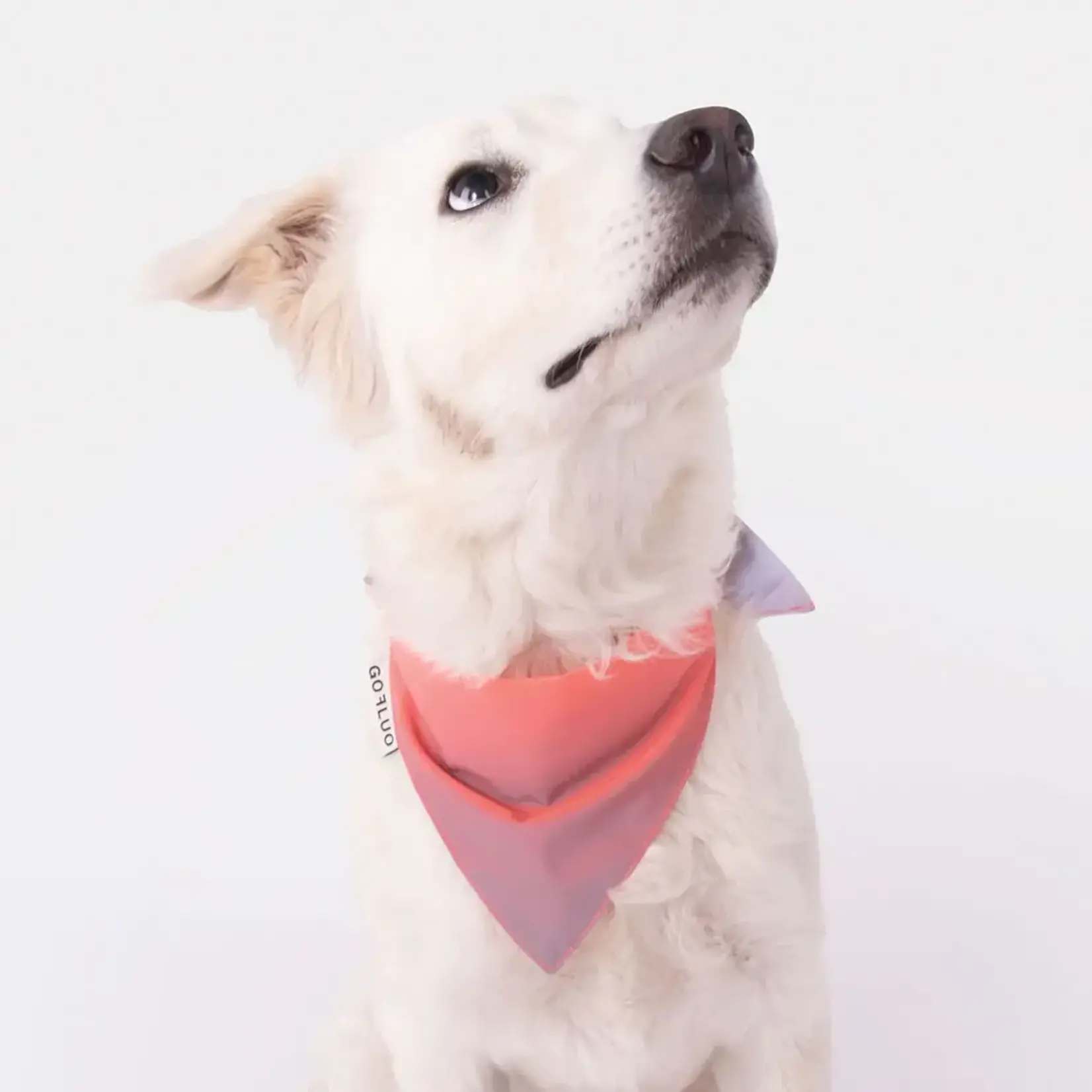 Gofluo GoFluo Reflective Pet Bandana