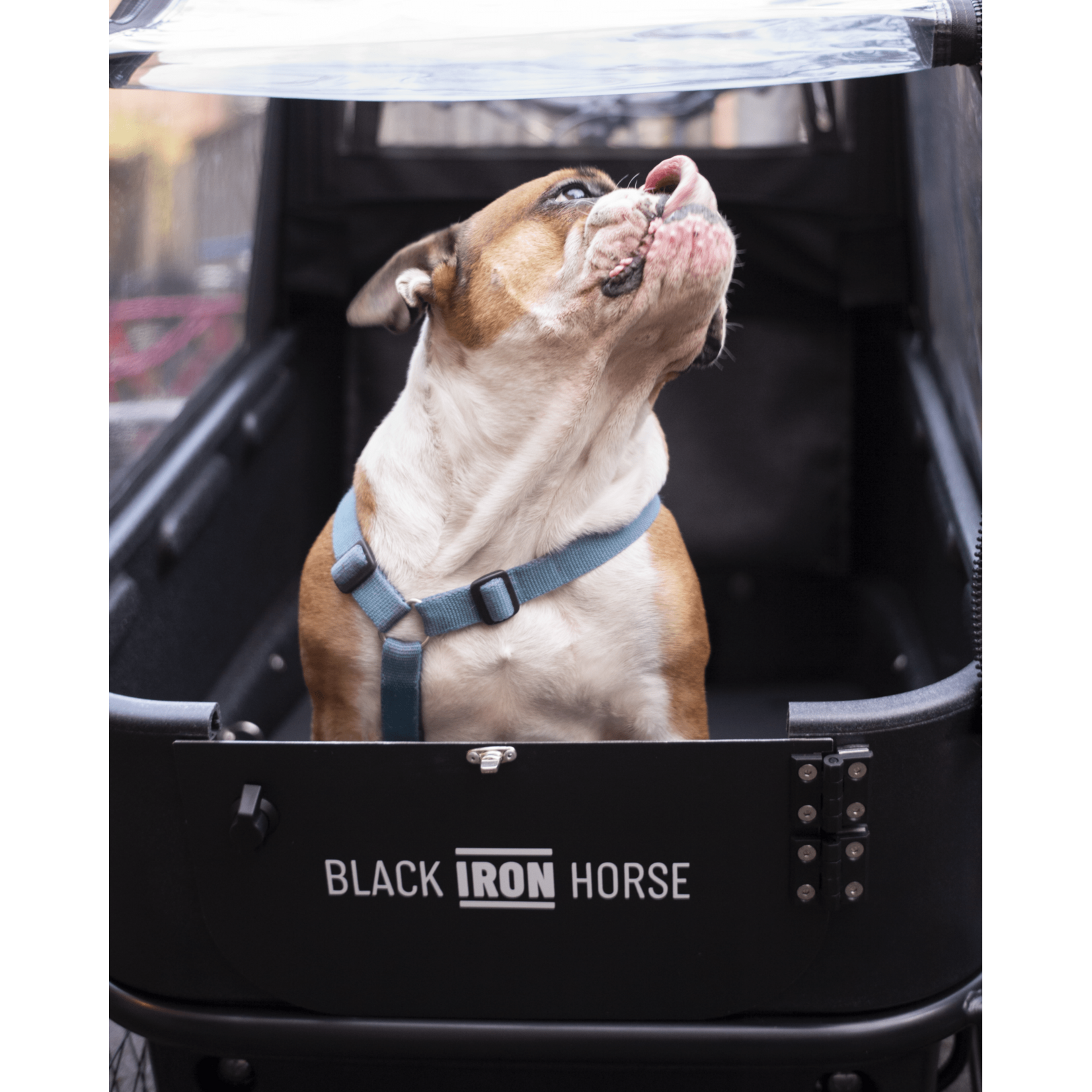 Black Iron Horse Black Iron Horse, Ibex Dog Bike