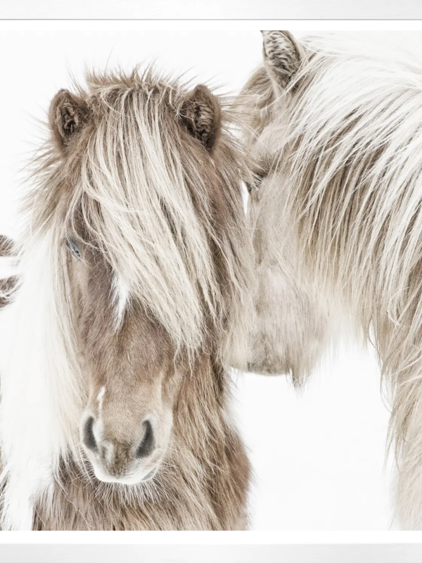 Celadon Art Mod. Farm- Icelandic Ponies- Whie 18500 toile