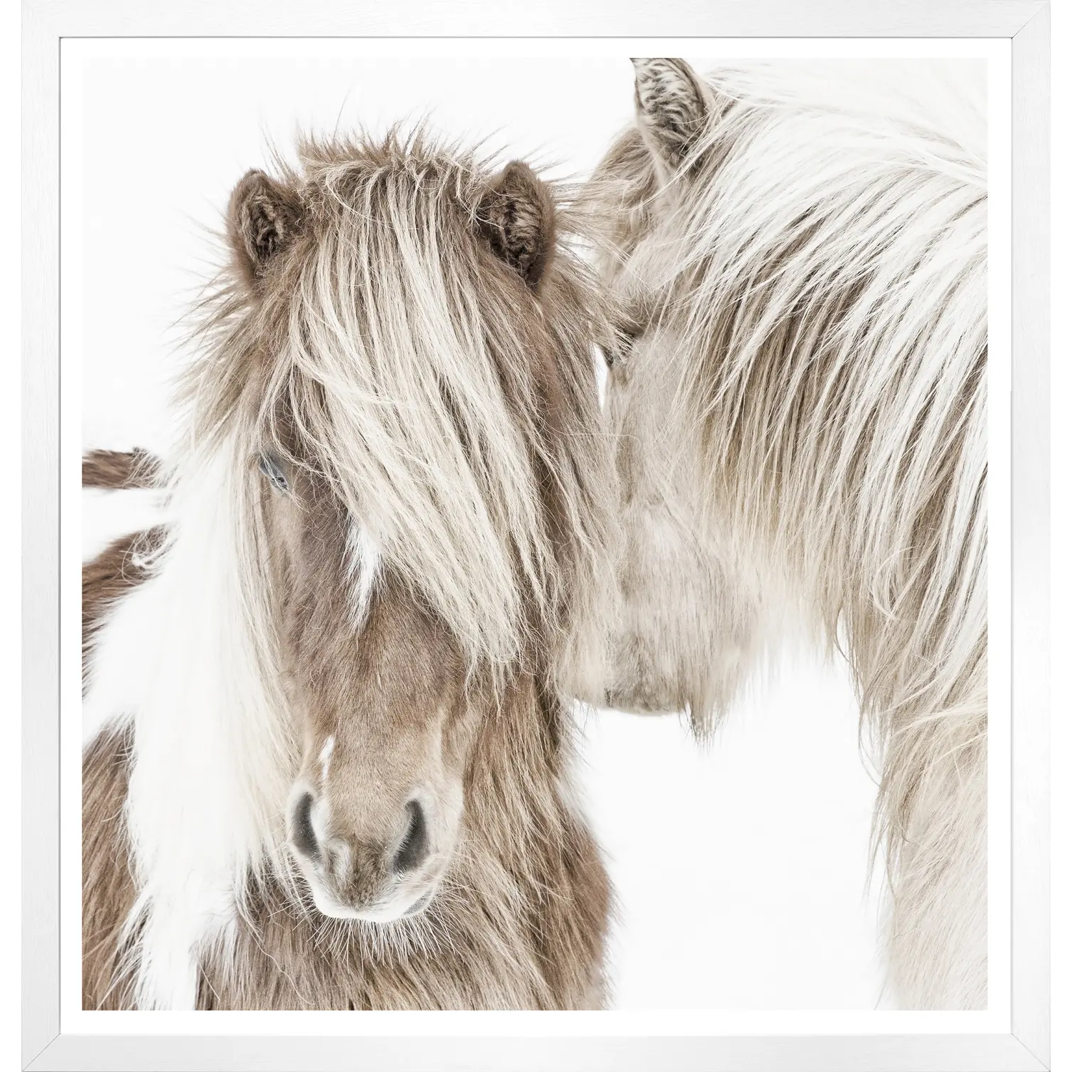 Mod. Farm- Icelandic Ponies- Whie 18500 toile