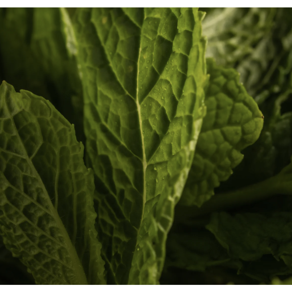 Chamomile Mint (Bathroom Malodor) - Smart Vial