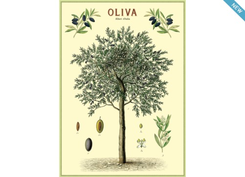 Poster/Giftwrap - Olive Tree#