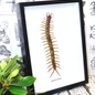 scolopendra gigantea centipede black frame size 15.5cm x 25.5cm