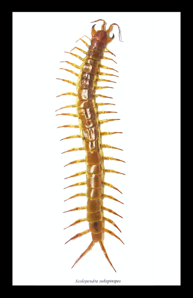 scolopendra gigantea centipede black frame size 15.5cm x 25.5cm