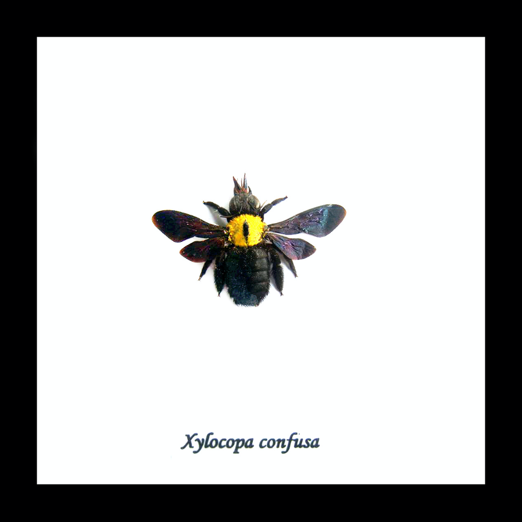Xylocopa confusa bee in black frame 14.5x14.5