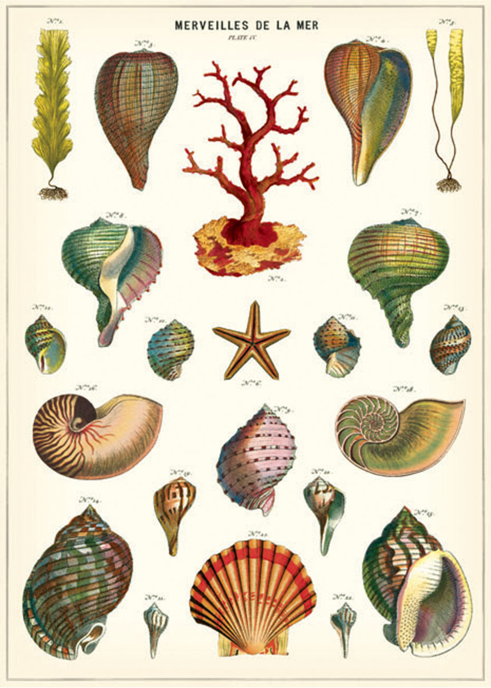 Poster/Wrap   Shells de la Mer