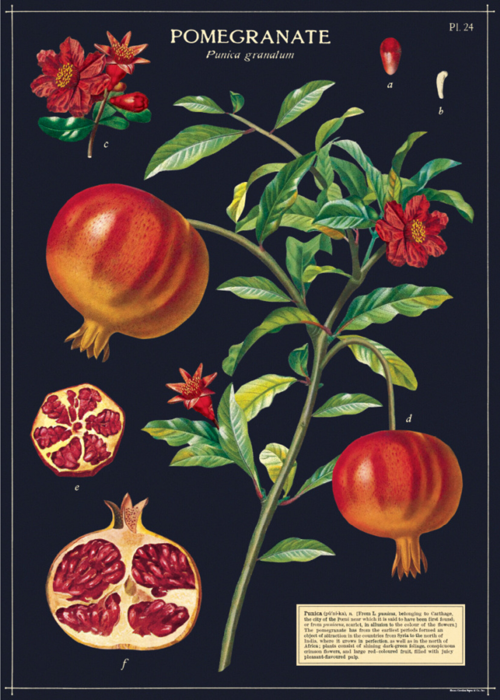 Poster/Wrap Pomegranate