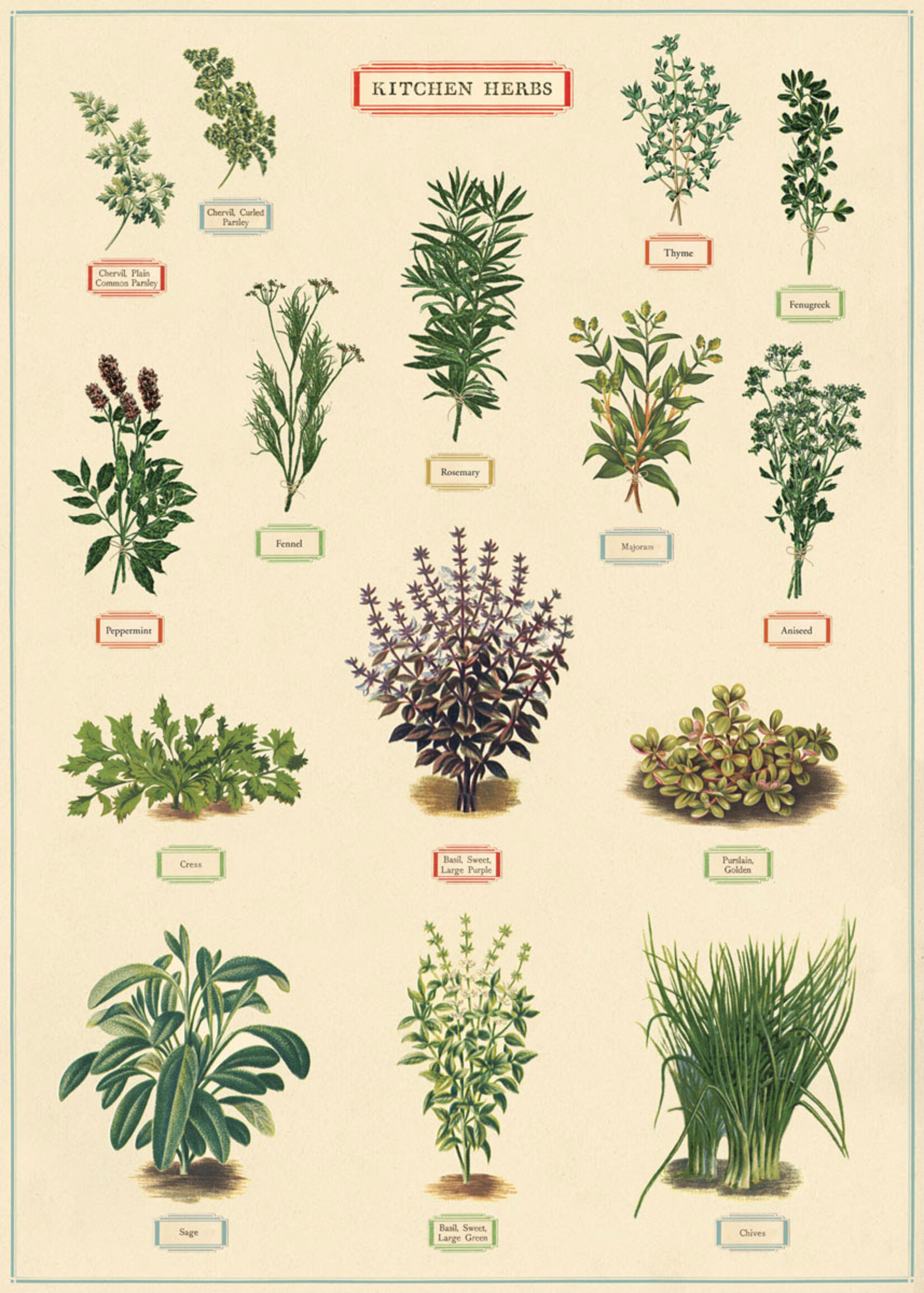 Poster/Wrap Kitchen Herbs