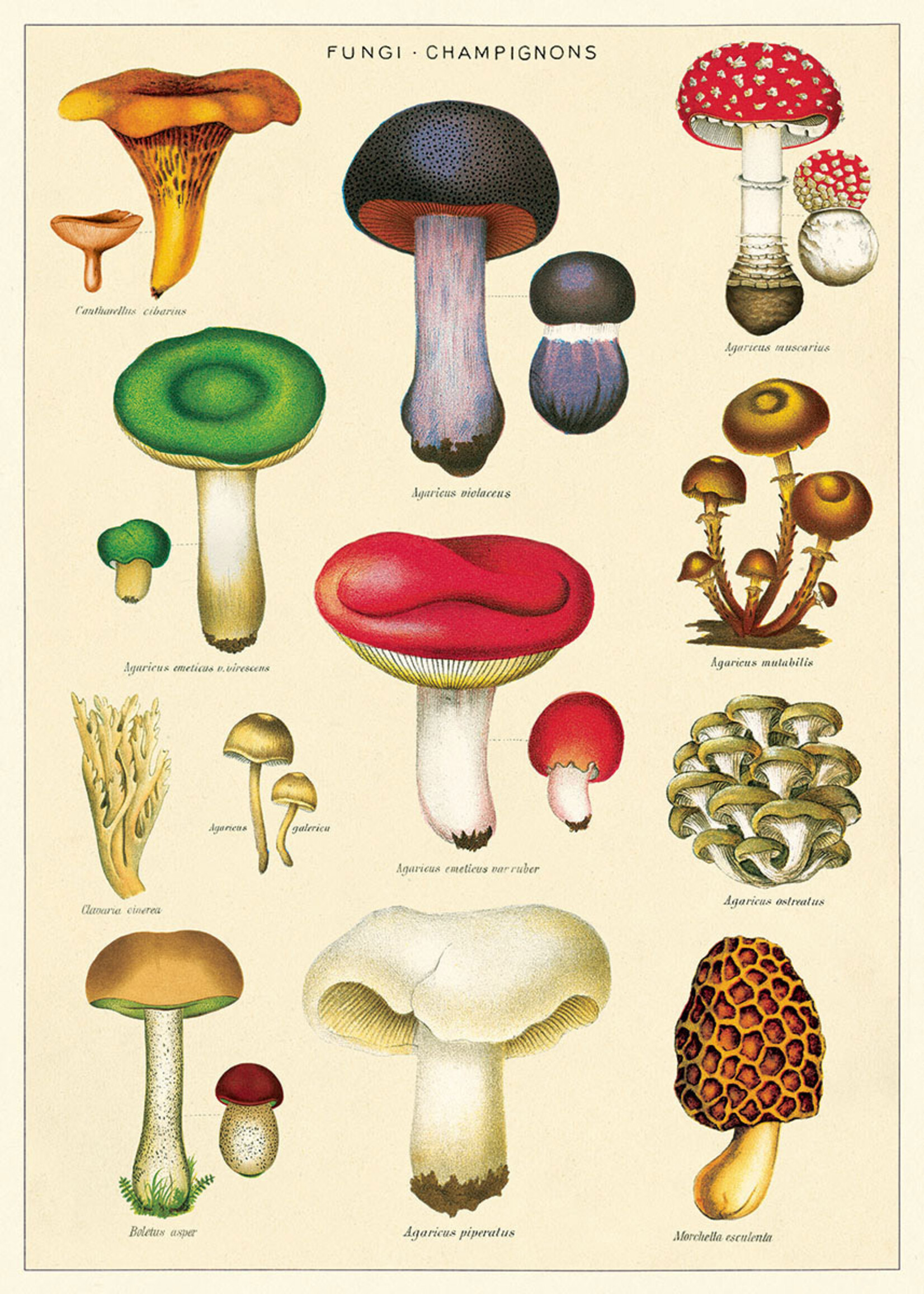 Poster/Wrap Mushrooms 2