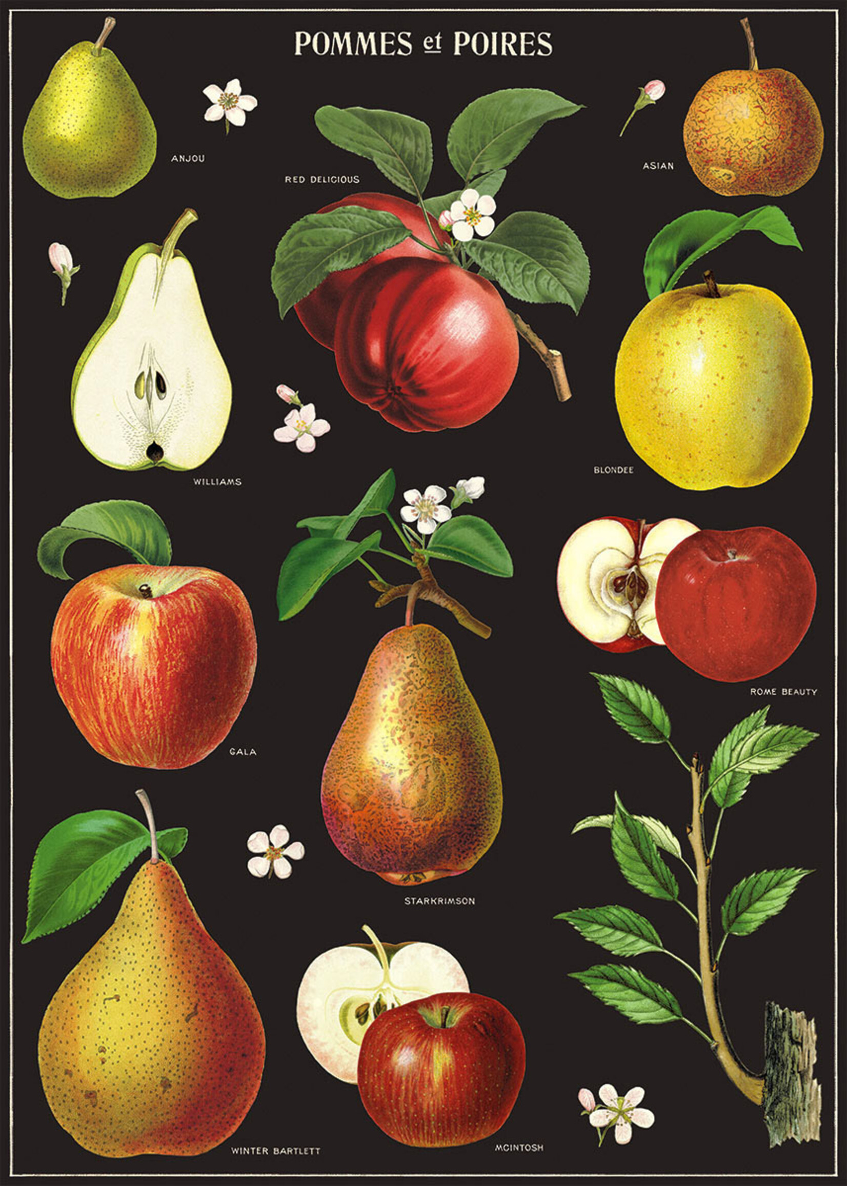 Poster/Wrap - Apples & Pears