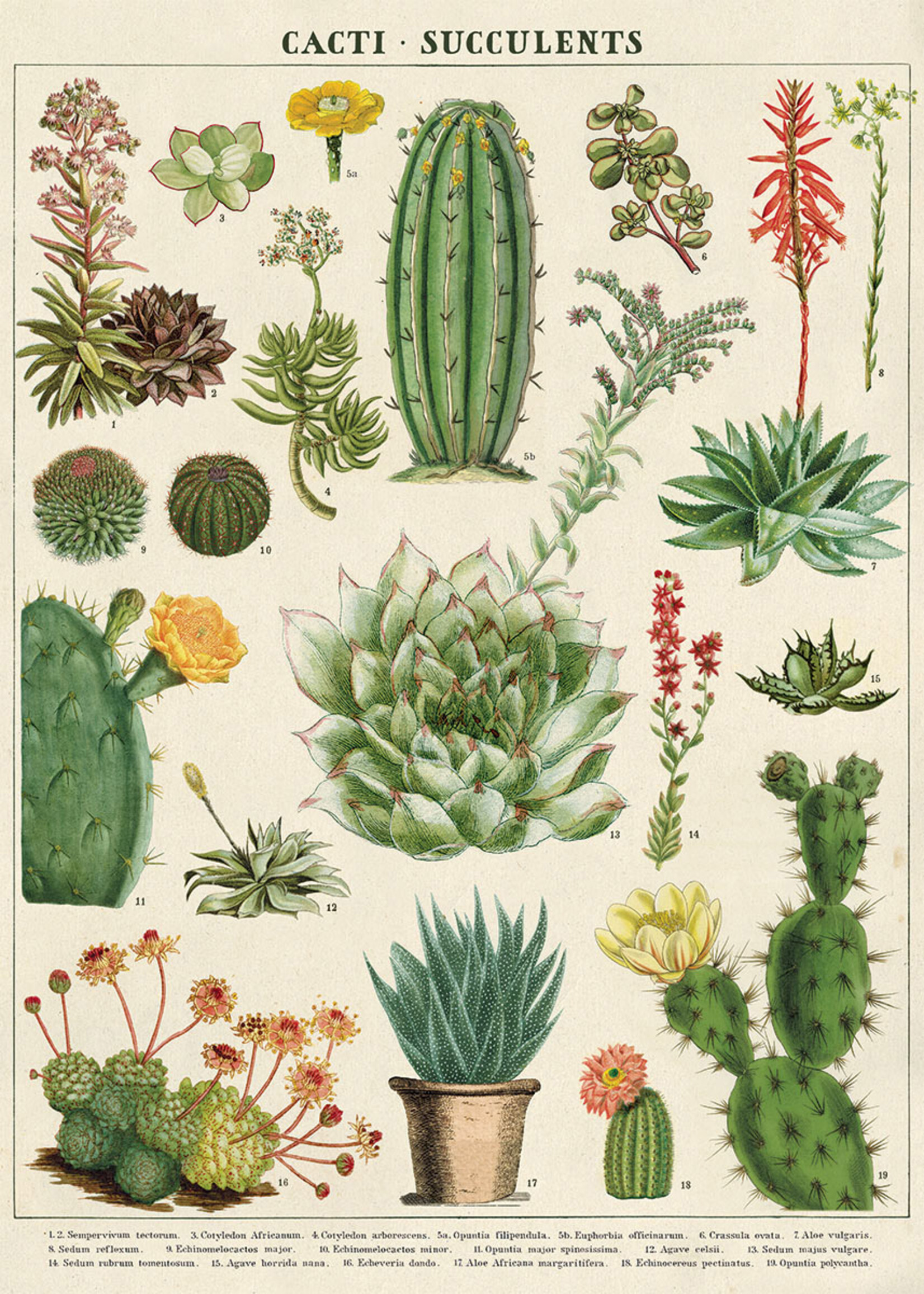 Poster/Wrap Cactus & Succulents