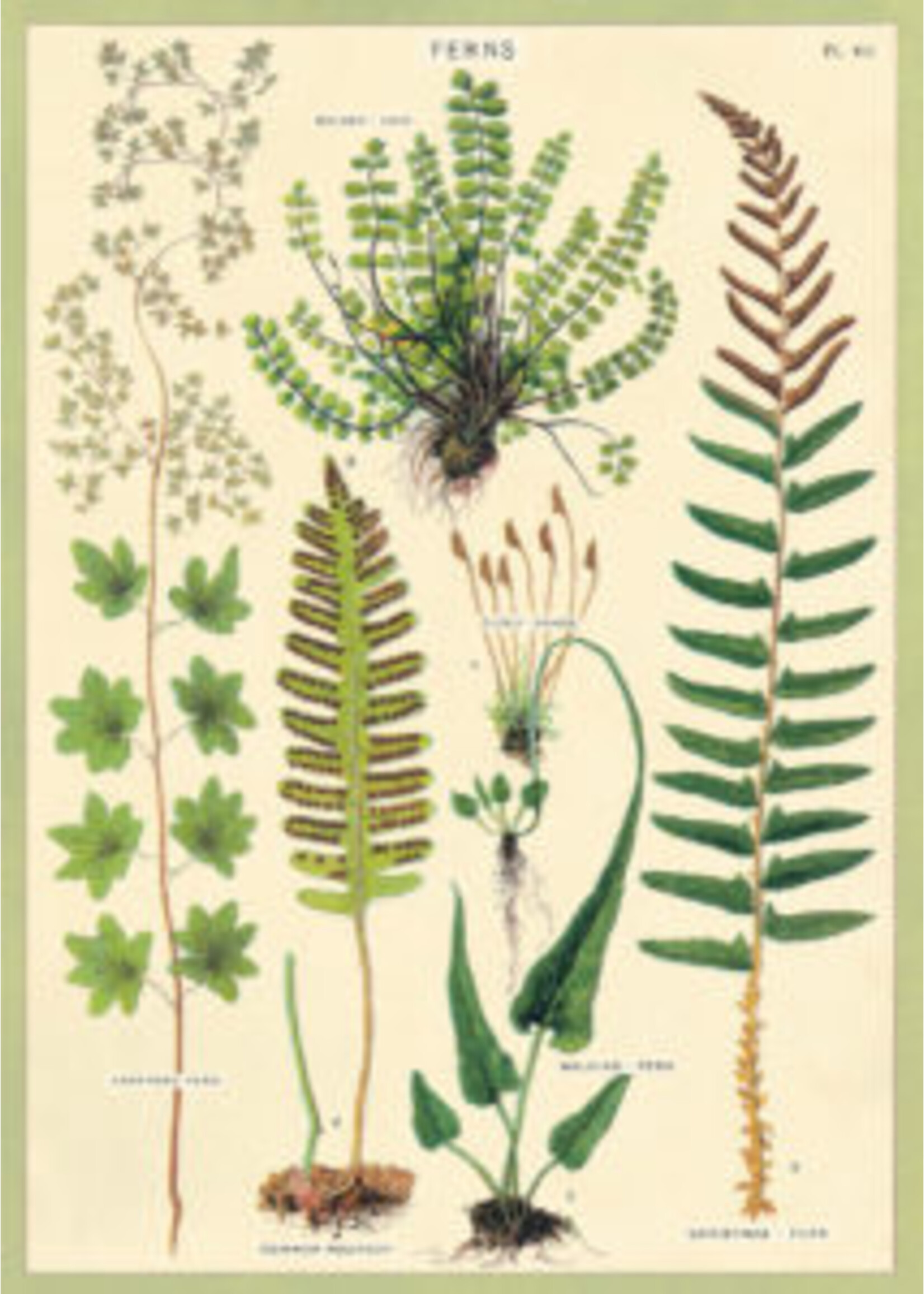 Poster/ Wrap Ferns