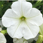 Jolly Farmer DuraBloom White Petunia