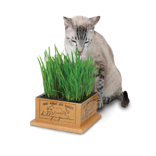 Smart Cat Pioneer Pet, Jardinière ingénieuse Kitty’s Garden pour chat