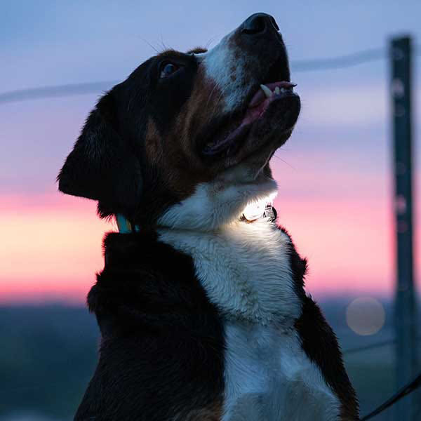 Max & Molly Matrix Ultra LED, Lampe de sécurité pour animaux familiers (couleurs assorties)