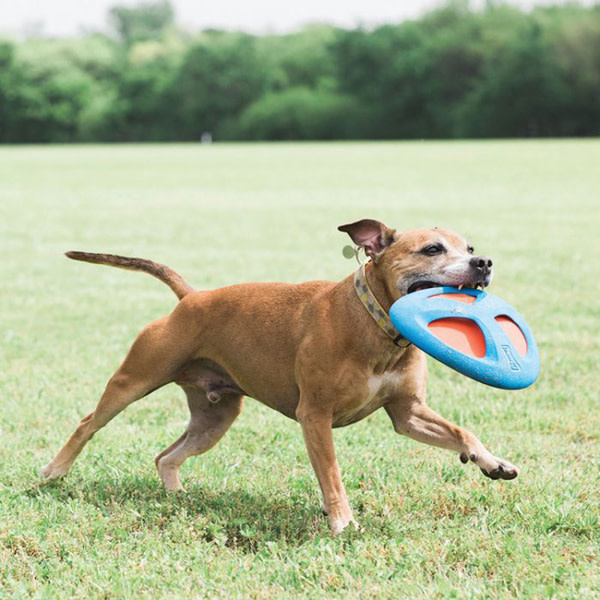 Chuck It Chuck It, Disque volant à rapporter