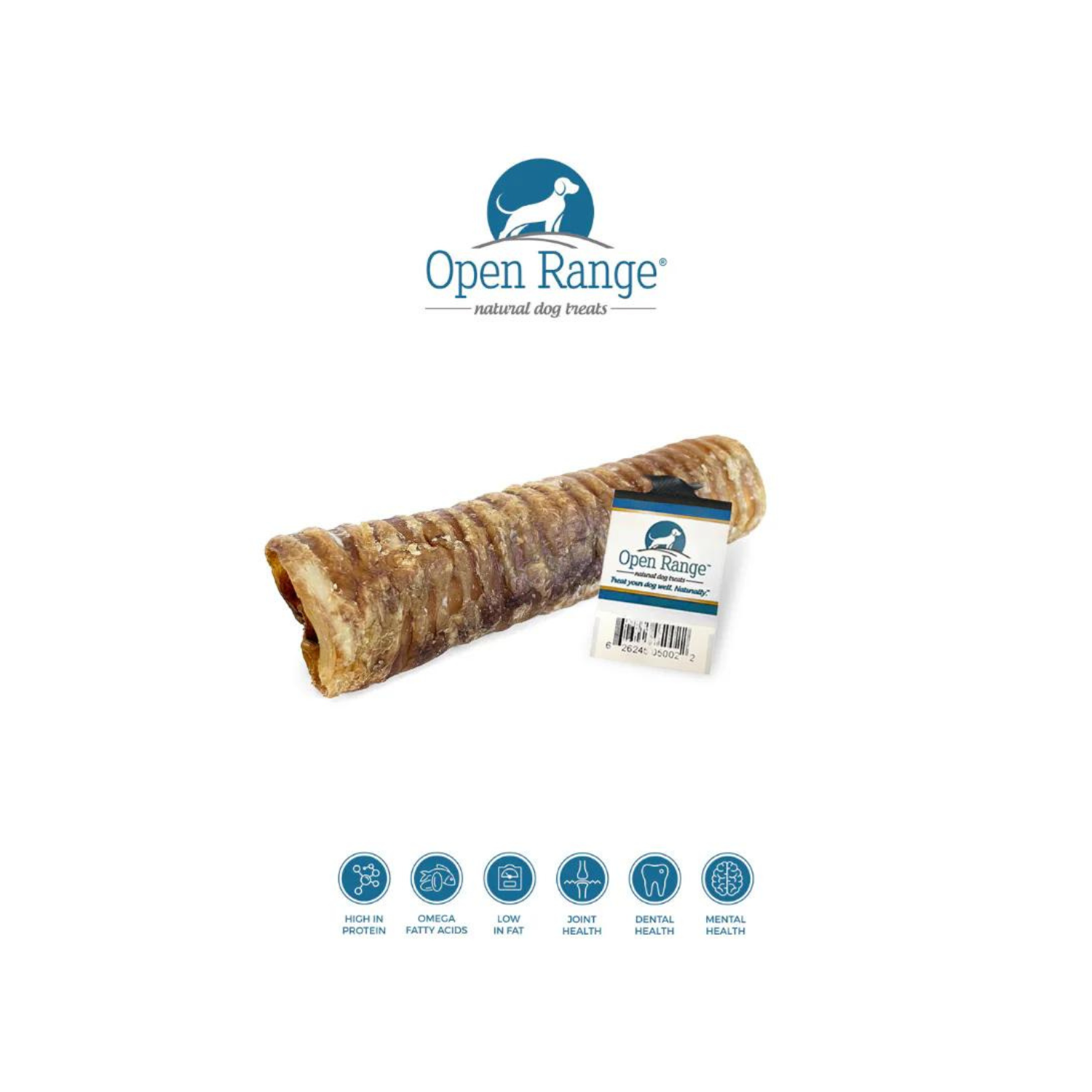 Open Range, Trachée de bœuf, 12 po