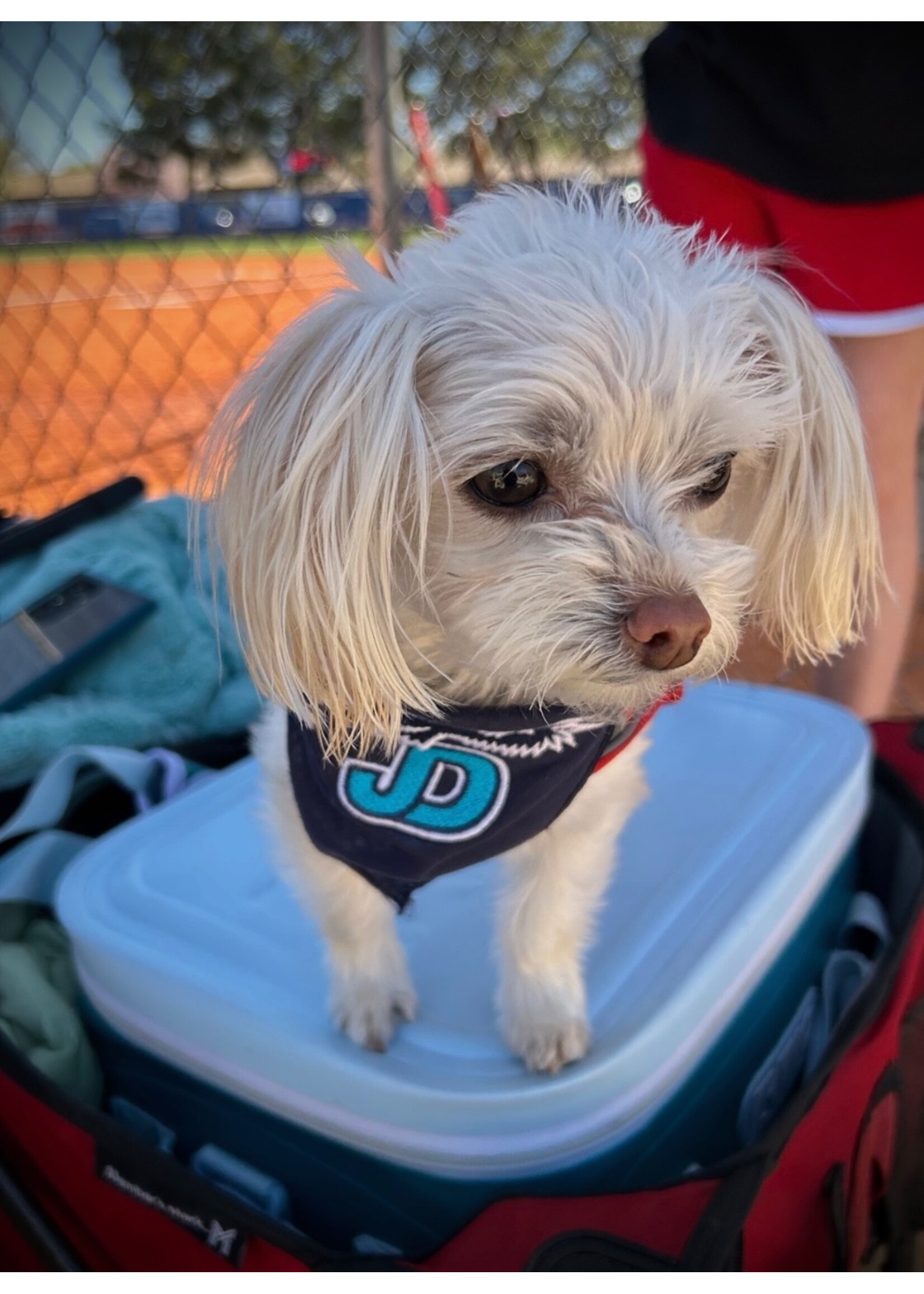 NON-UNIFORM Fur Baby Bandana, pet