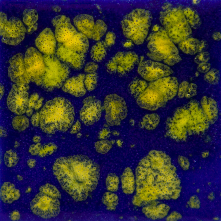 MAYCO Mayco Jungle Gems Crystal Ceramic Glazes - Pints