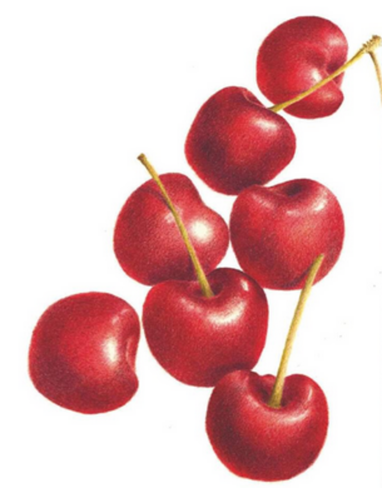 DERWENT Derwent Blender Pencil