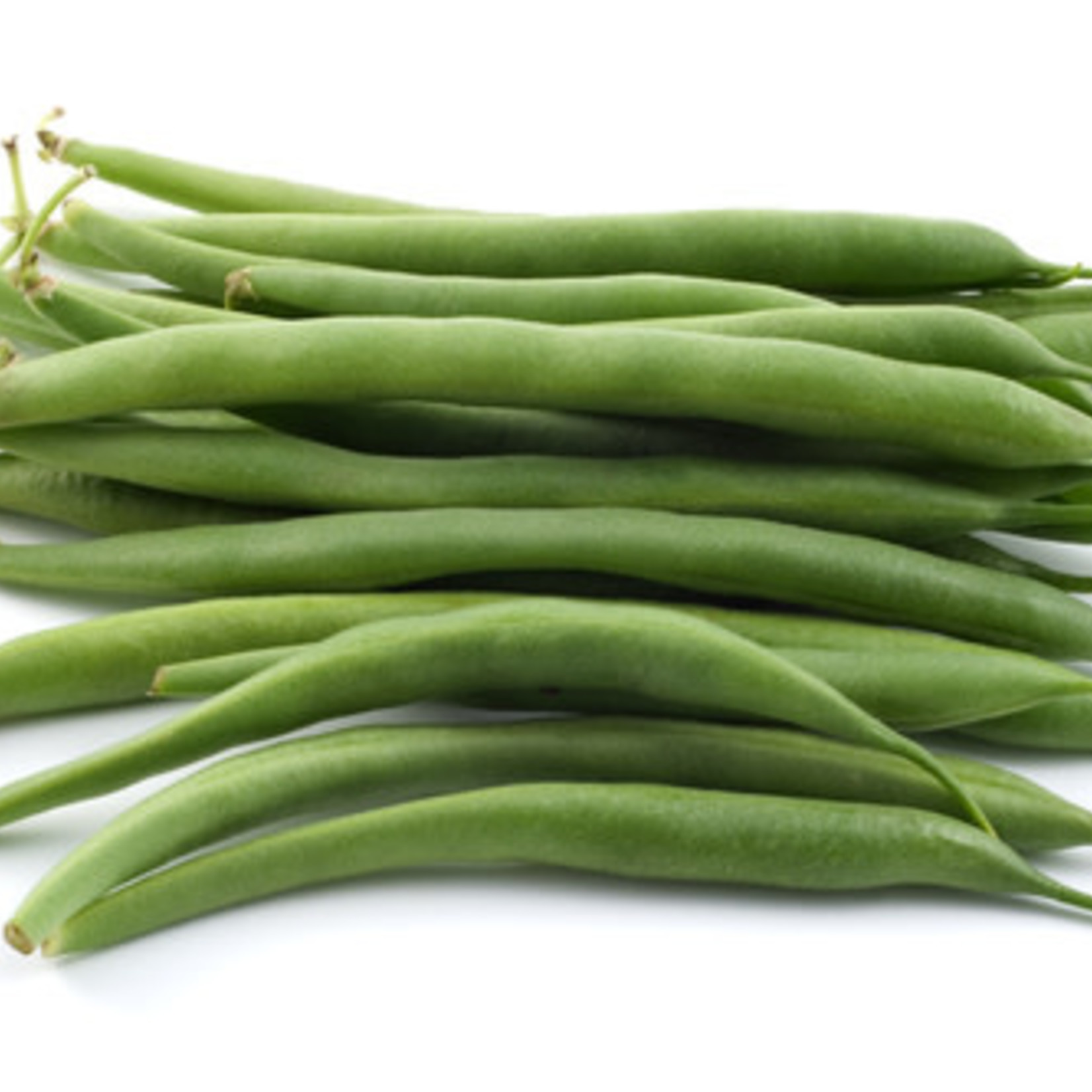 Beans - Bush Beans  (seed pkg)