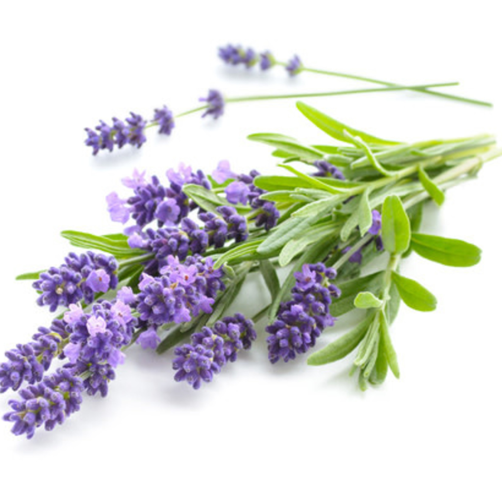 Lavender (seed pkg)