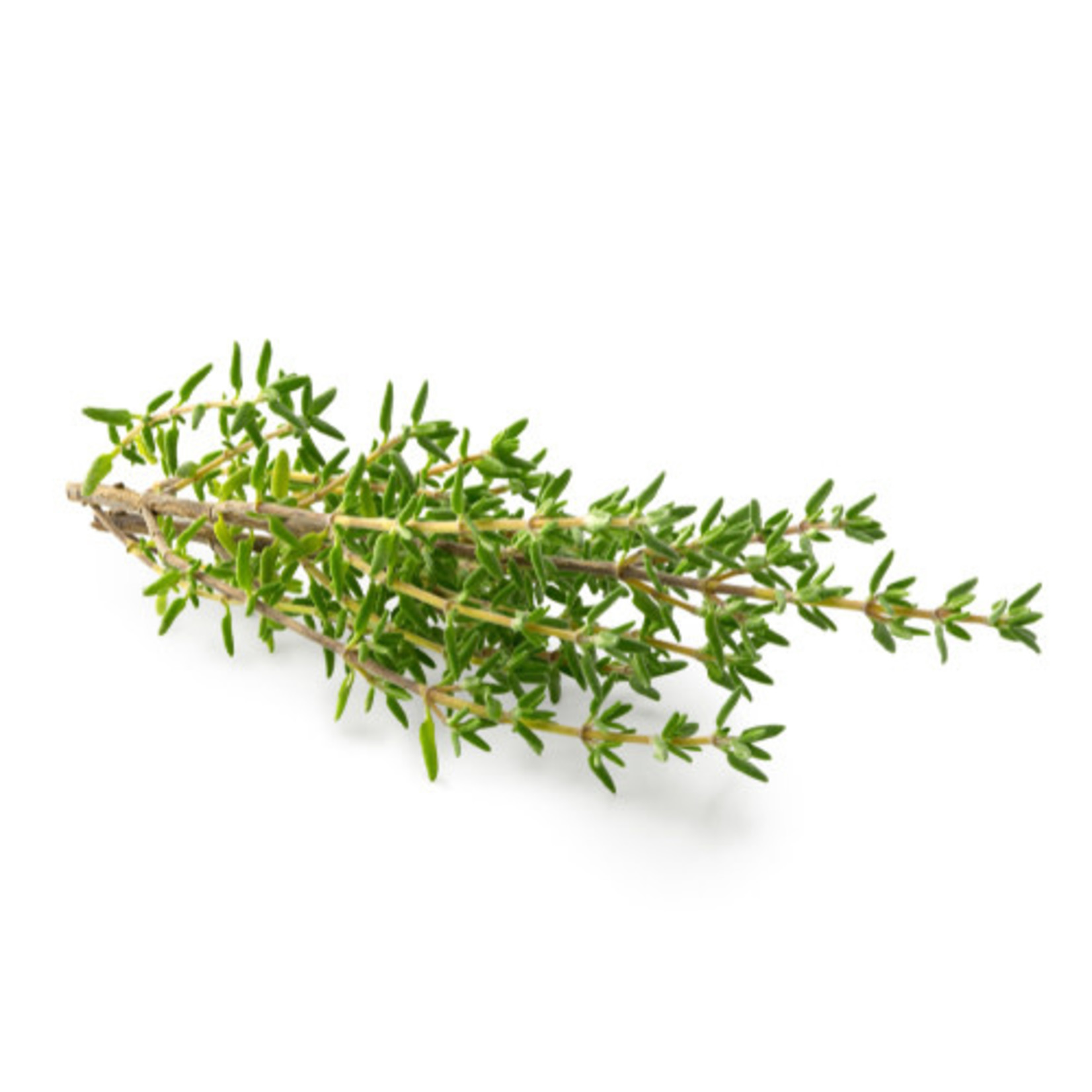 Herbs: Thyme (seed pkg)