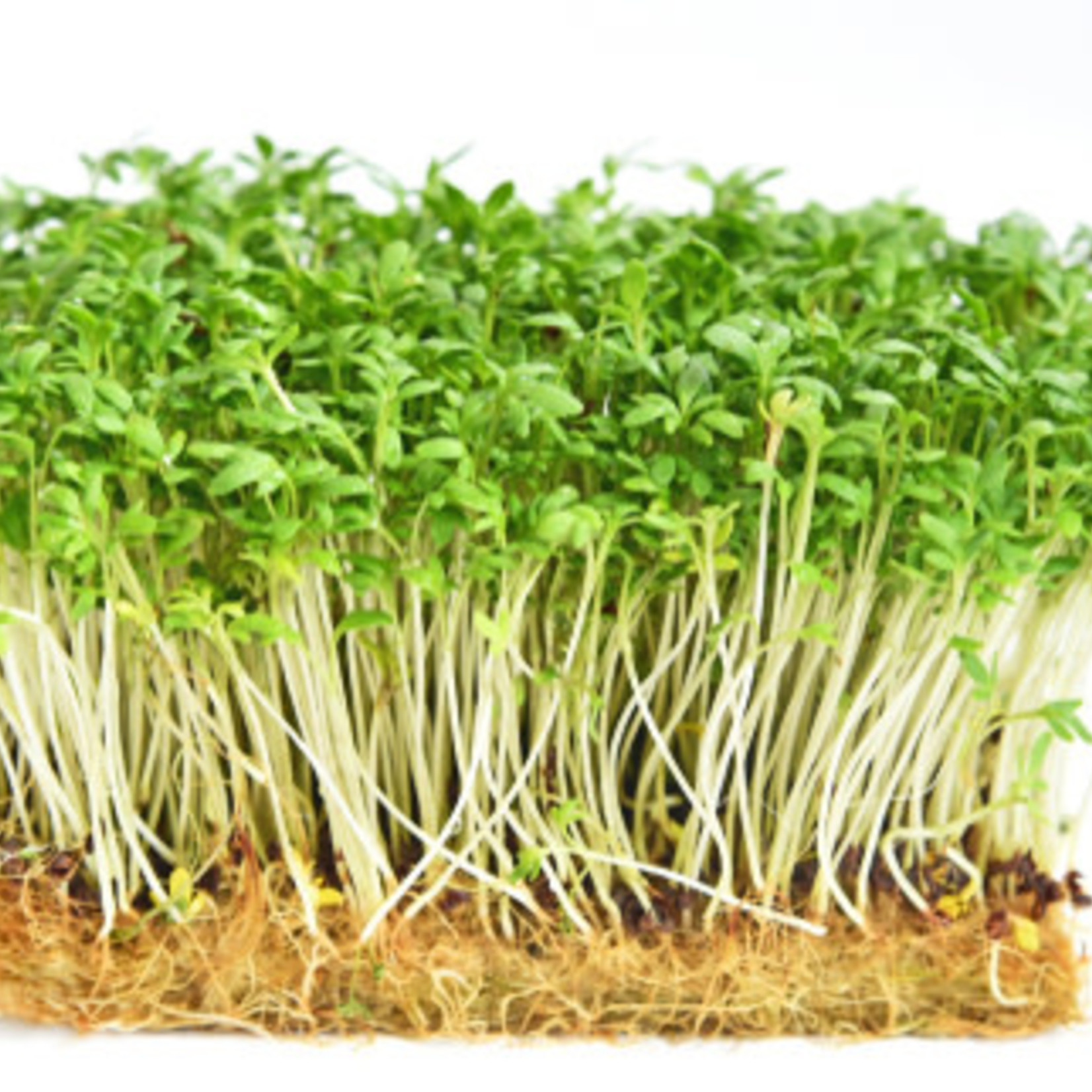 Cress (seed pkg) - Extra Curled Pepper Grass