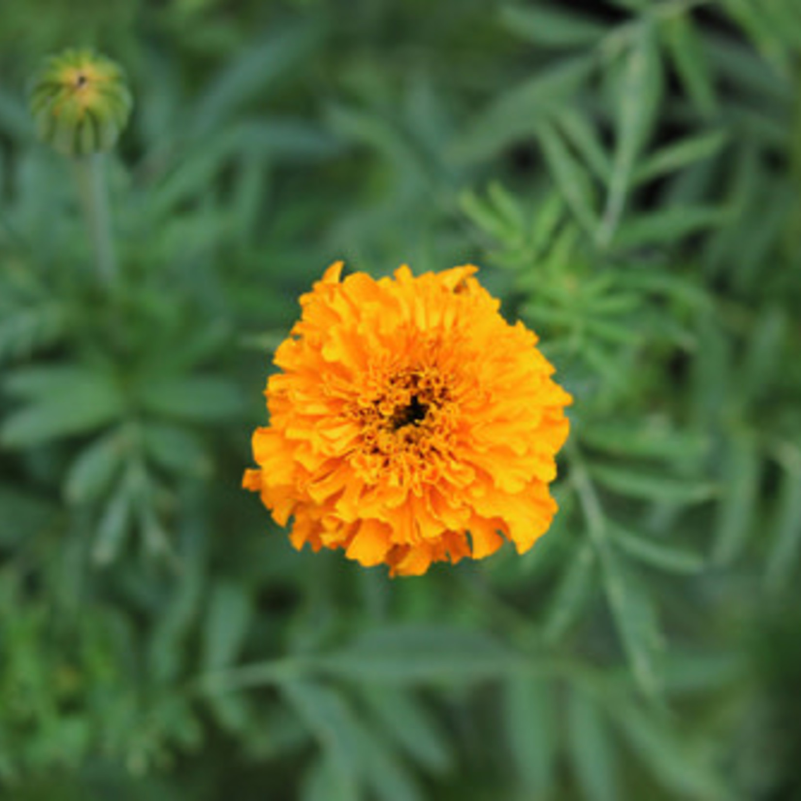 Marigold (seed pkg)