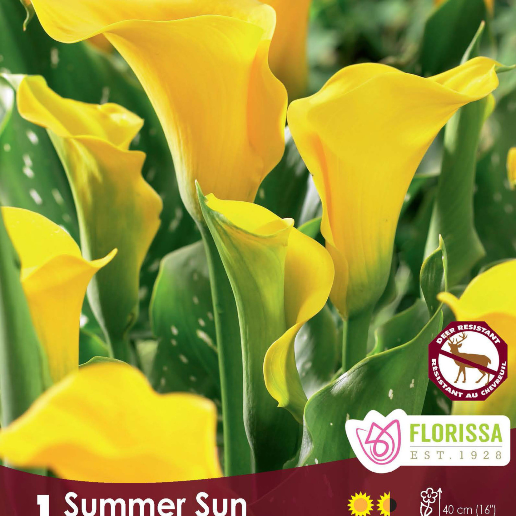 Calla Lilies (bulb pkg) Summer Sun yellow (1 bulb)