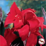 Canna Lilies (bulb pkg) - Bronzeleaf Black Knight (1 bulb)