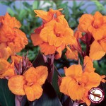 Canna Lilies (bulb pkg) - Bronzeleaf Wyoming (1/pkg)
