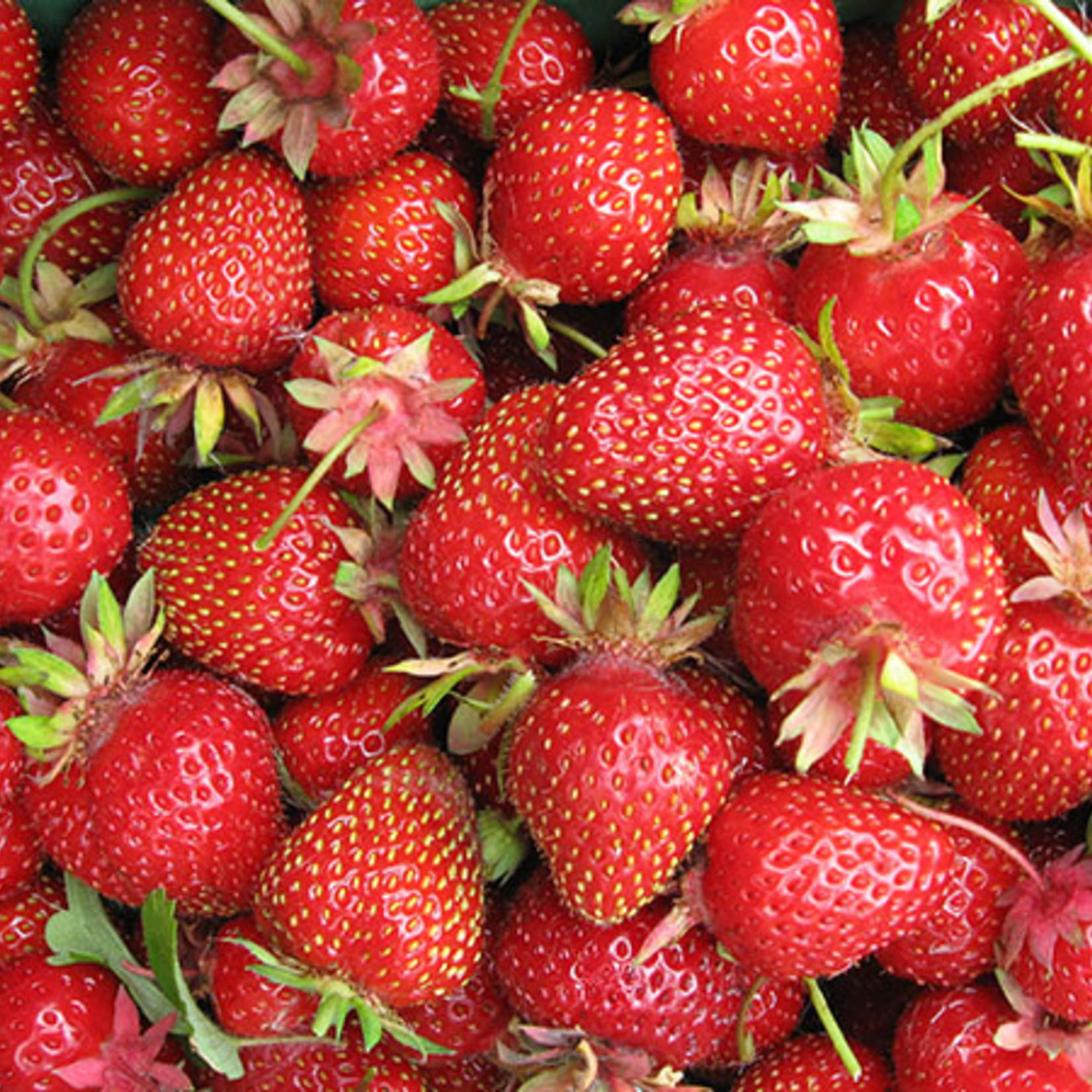 Strawberries (root pkg) - Junebearing (10/pkg)