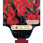 Canna Lilies (bulb pkg) - Futurity Red (1 bulb)