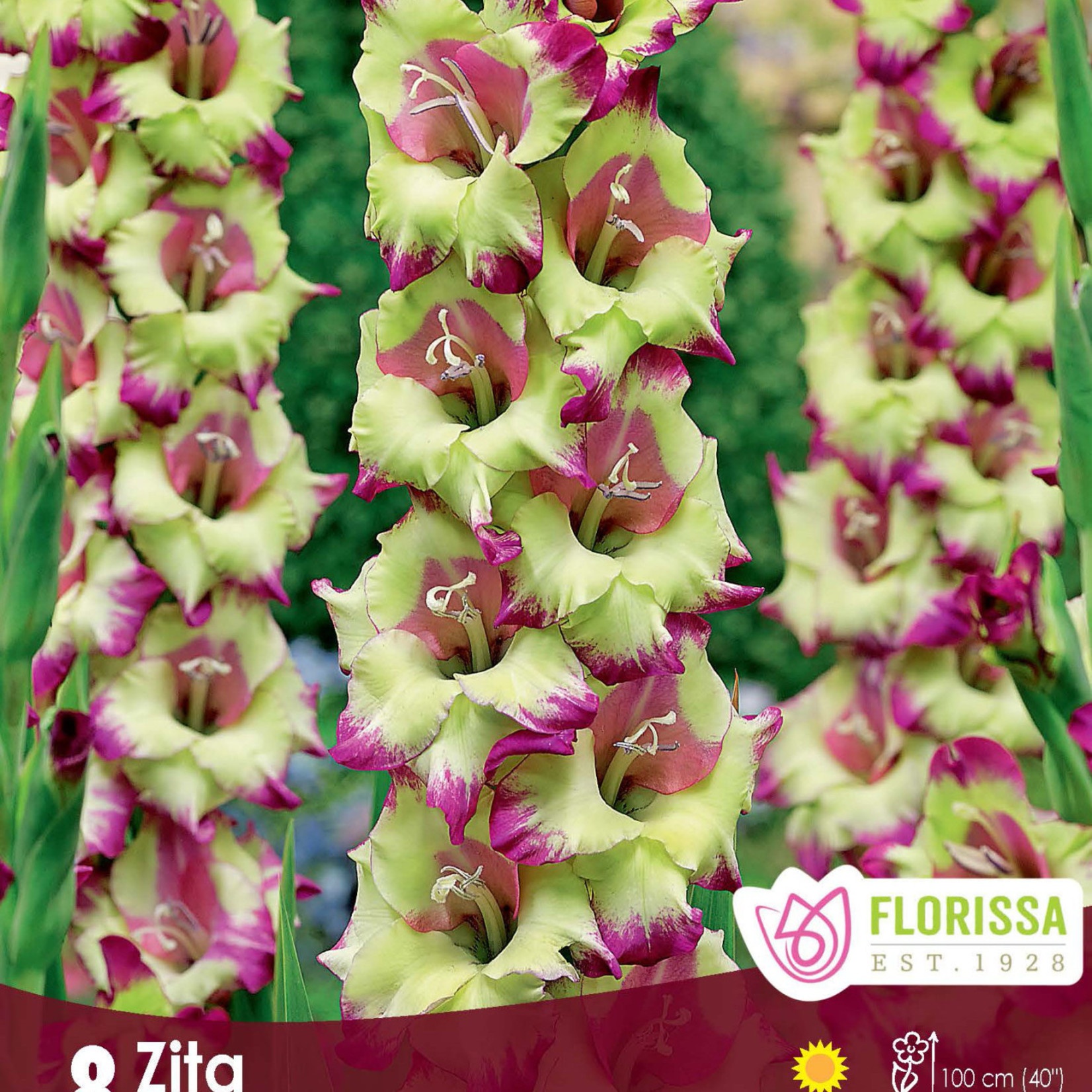 Gladiolus (bulb pkg) Novelty Dutch Zita (8 bulbs)