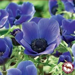 Anemone De Caen (bulb pkg) Blue Poppy (10 bulbs)