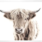 Art - Highland Cow 33" x 44"