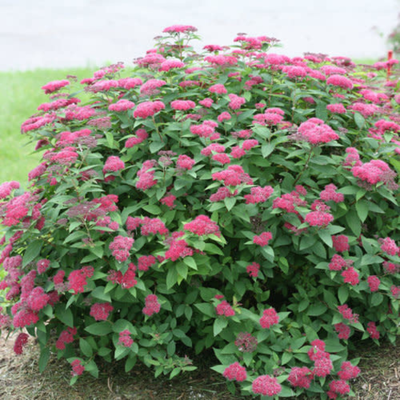 Spirea 'Double Play Red' - 2 gal