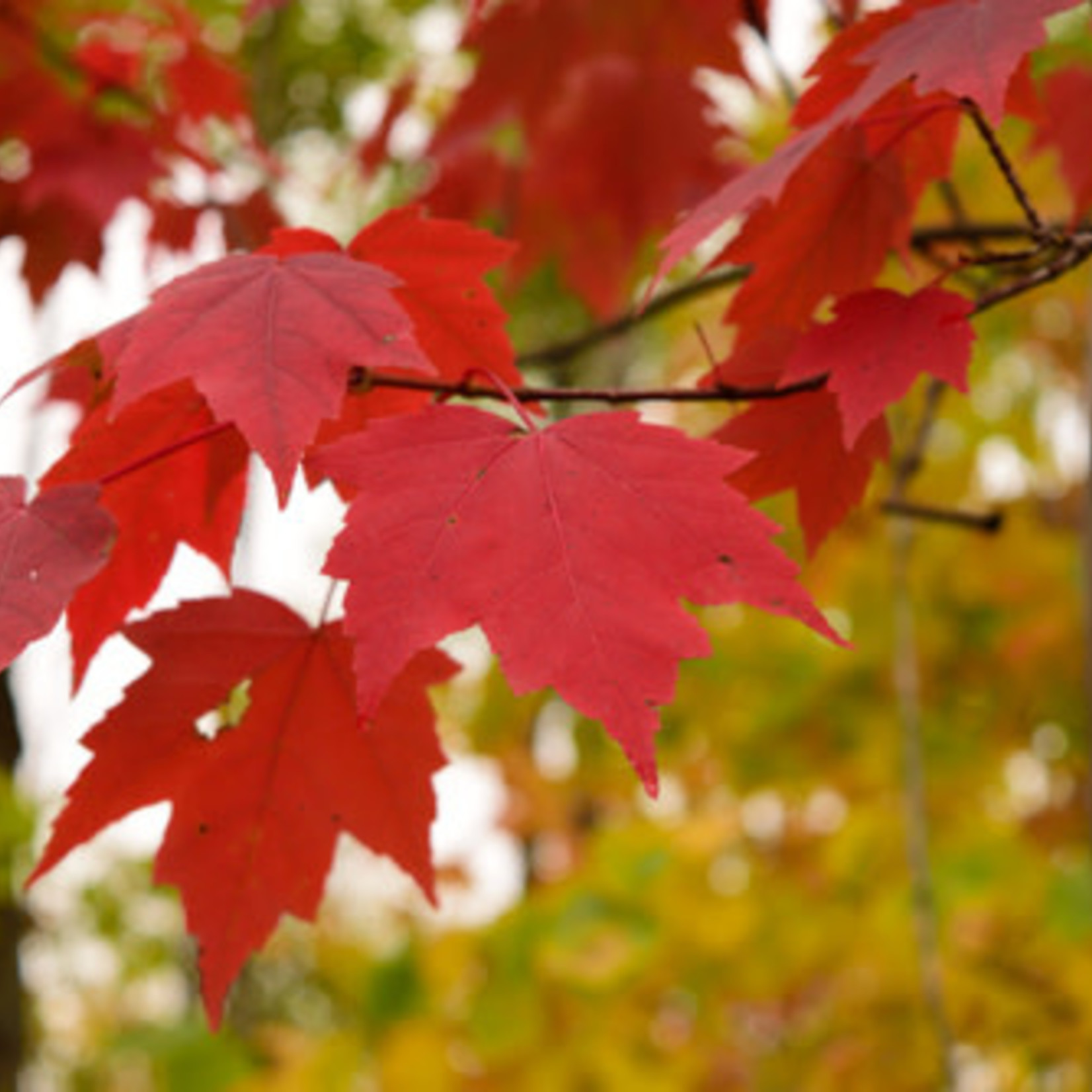 Maple (Native Red)