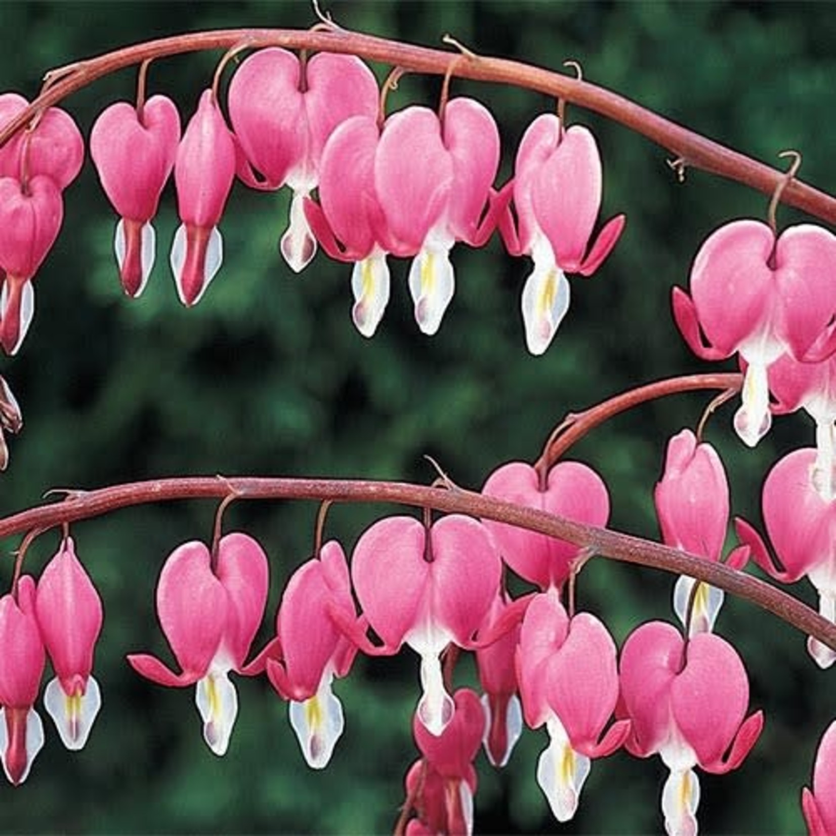 Bleeding Hearts Old Fashion 1 Gal Sandhill Nursery