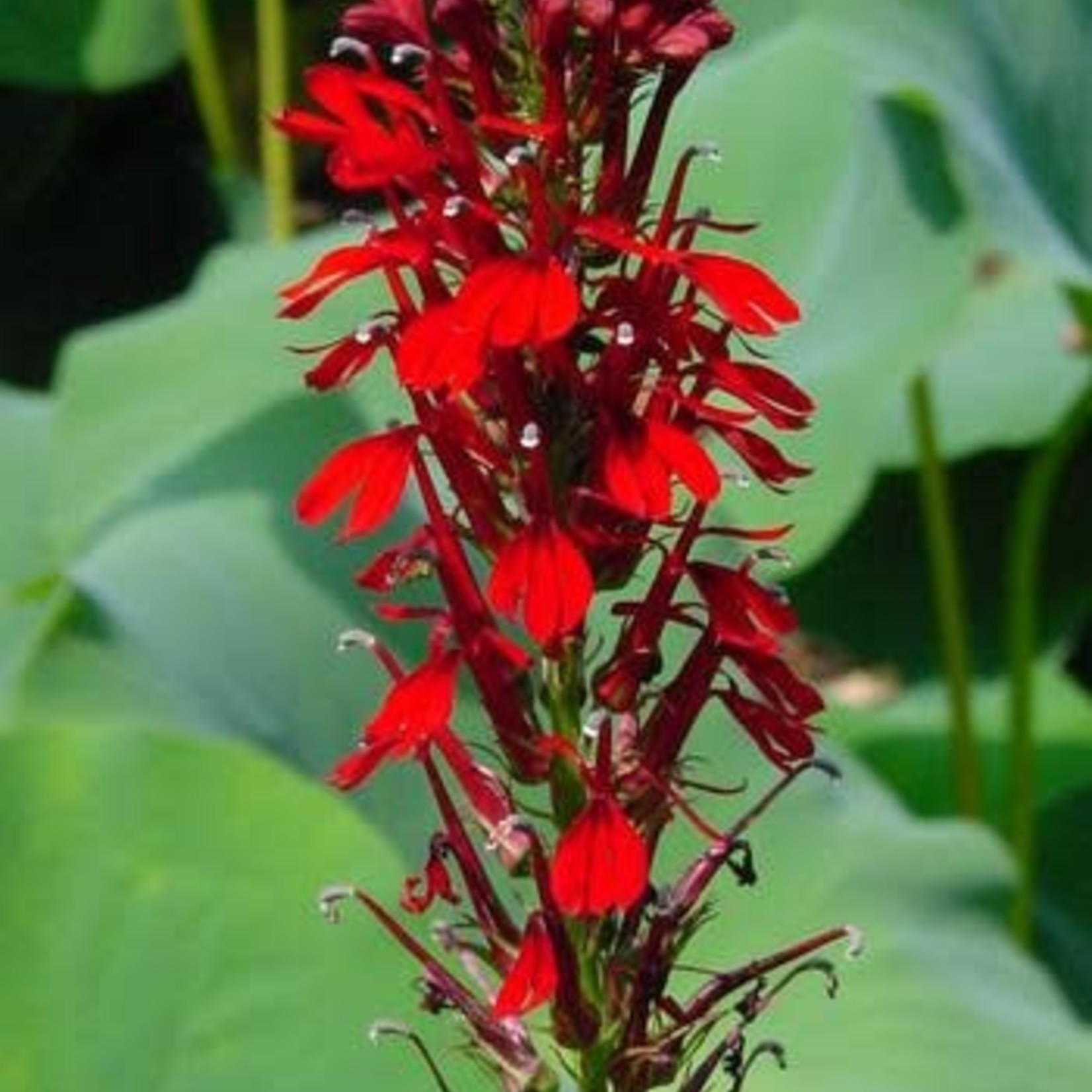 4" Perennial\ Cardinal Flower - Lobelia Cardinalis - 4"