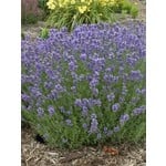 4" Perennial\ Lavender - Lavandula Munstead