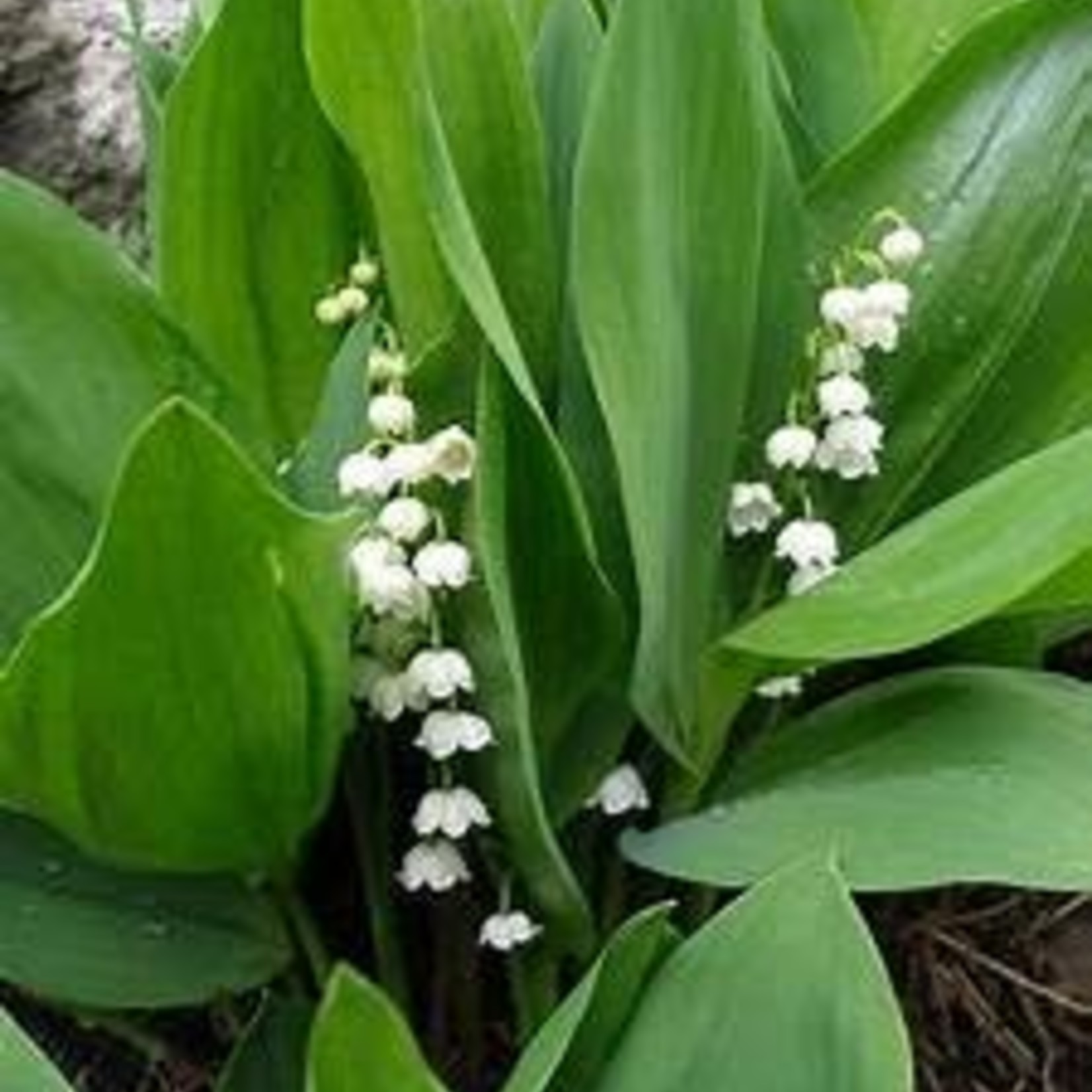 4" Perennial\ Lily of the Valley - Convallaria  - 4"