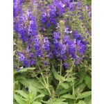4" Perennial\ Perennial Sage - Salvia Marcus